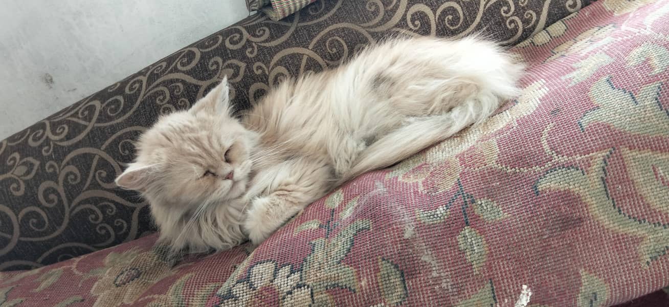Persian Cat 3