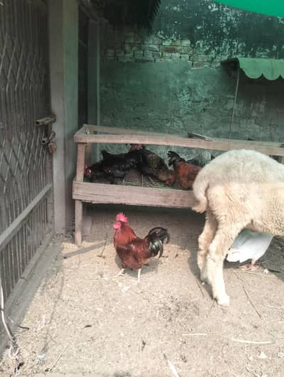 Pure Desi Golden Misri Hens