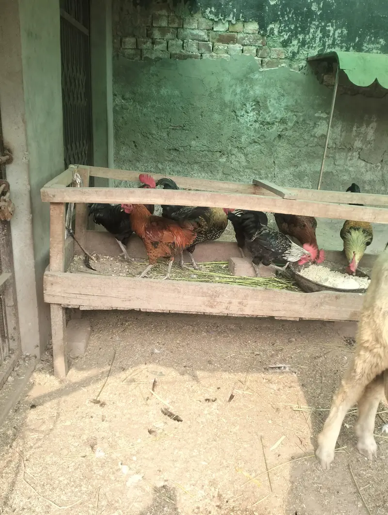Pure Desi Golden Misri Hens — photo 2