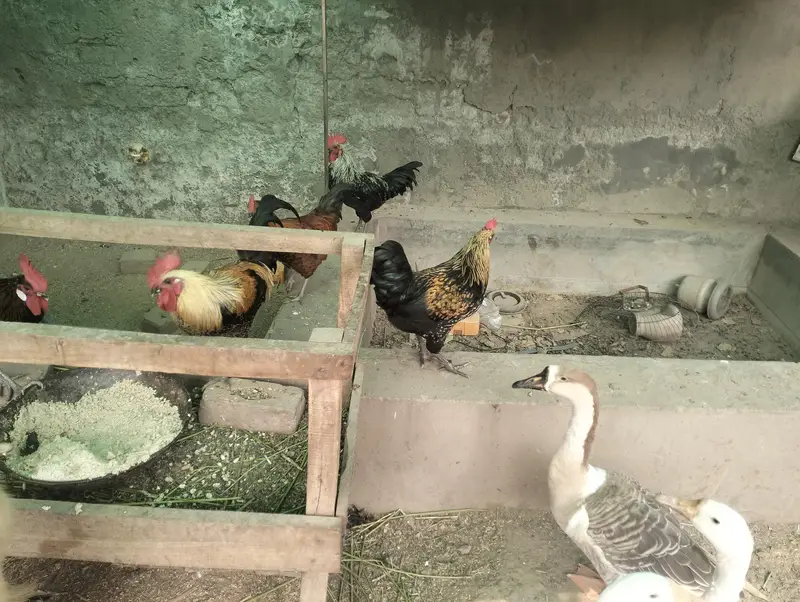 Pure Desi Golden Misri Hens — photo 3