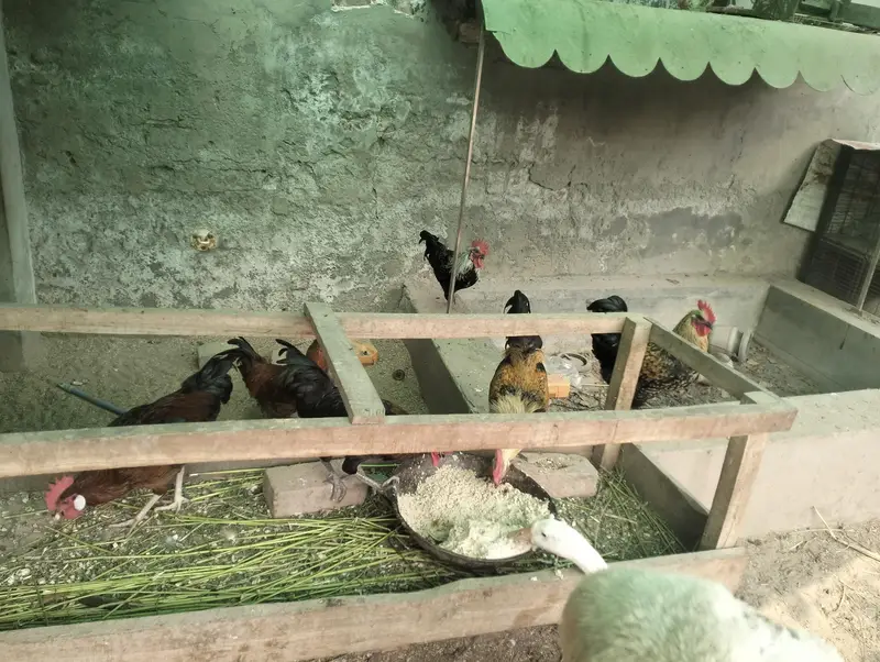 Pure Desi Golden Misri Hens — photo 4