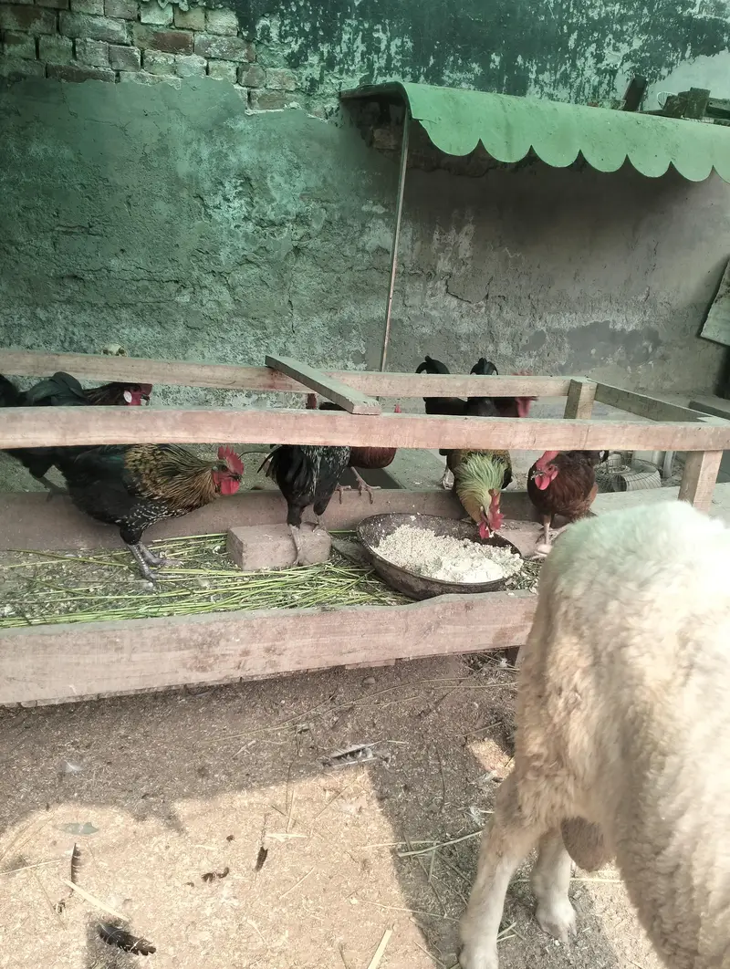 Pure Desi Golden Misri Hens — photo 5