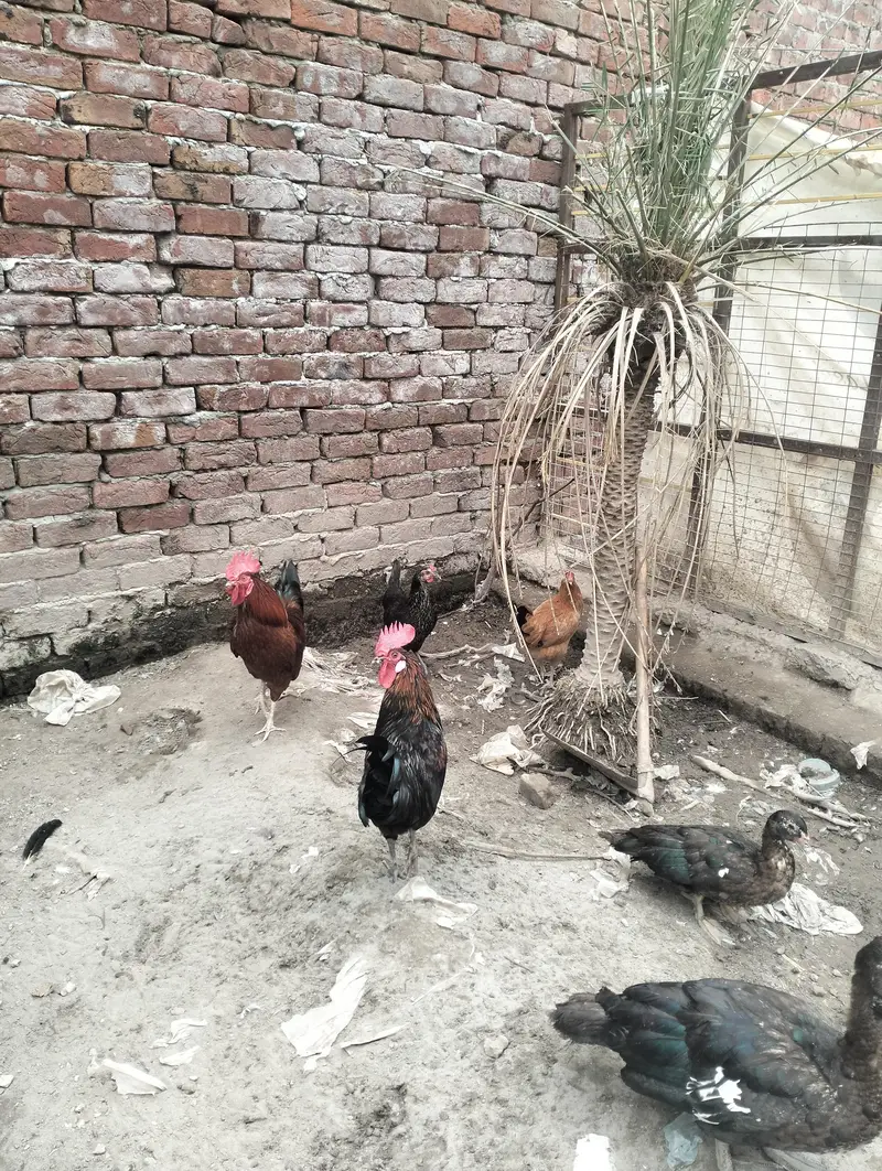 Pure Desi Golden Misri Hens — photo 6