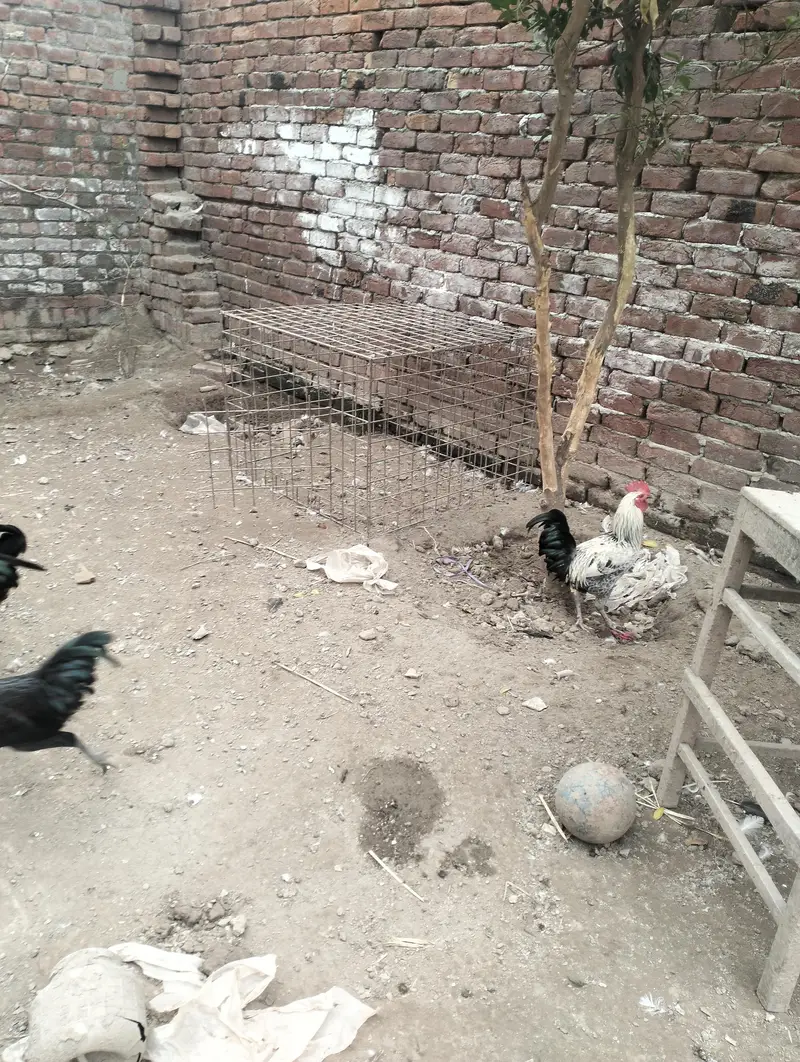 Pure Desi Golden Misri Hens — photo 7