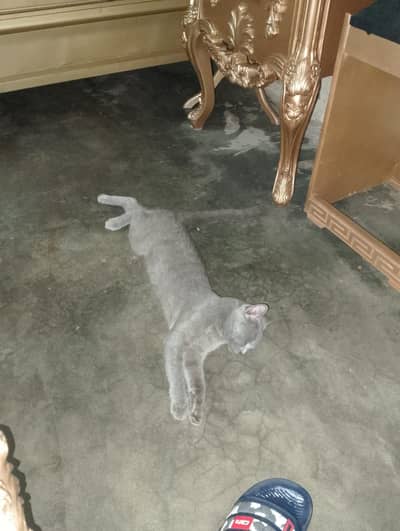 family pet