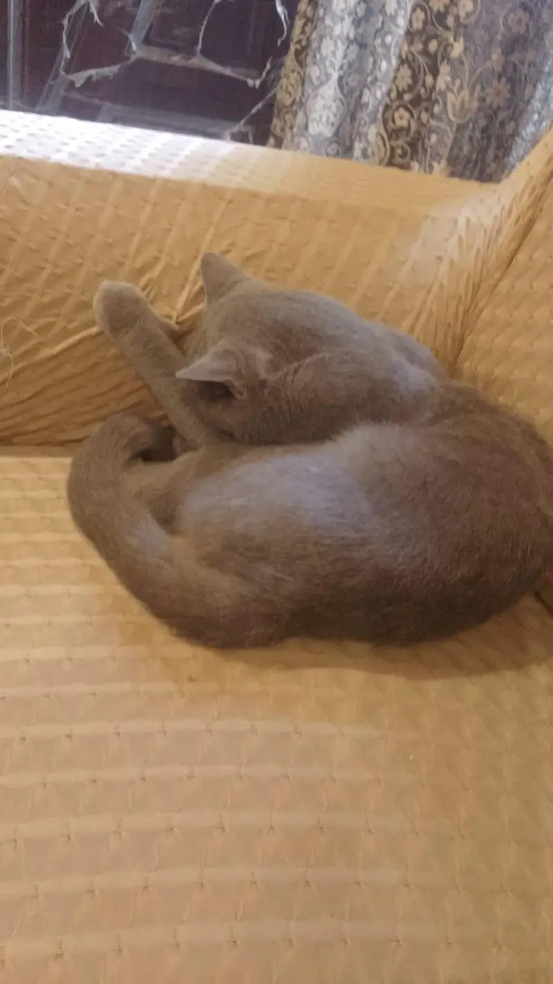 family pet — photo 2