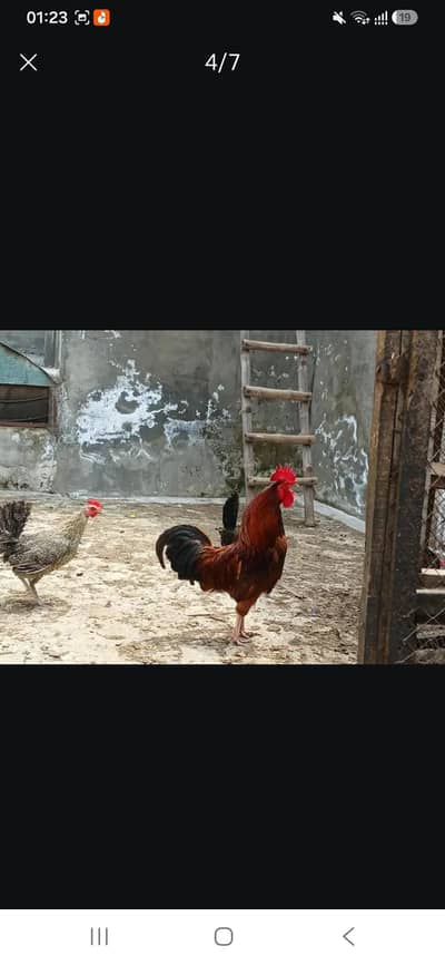 two boht ki khobsurat ghair ka pale hu aie dasi murghe for sale hn . .