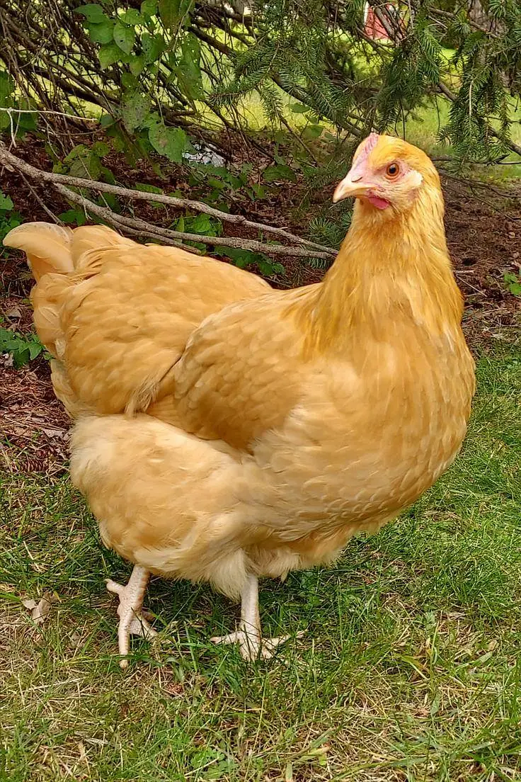 Golden Harvey Buff Chicks — photo 2