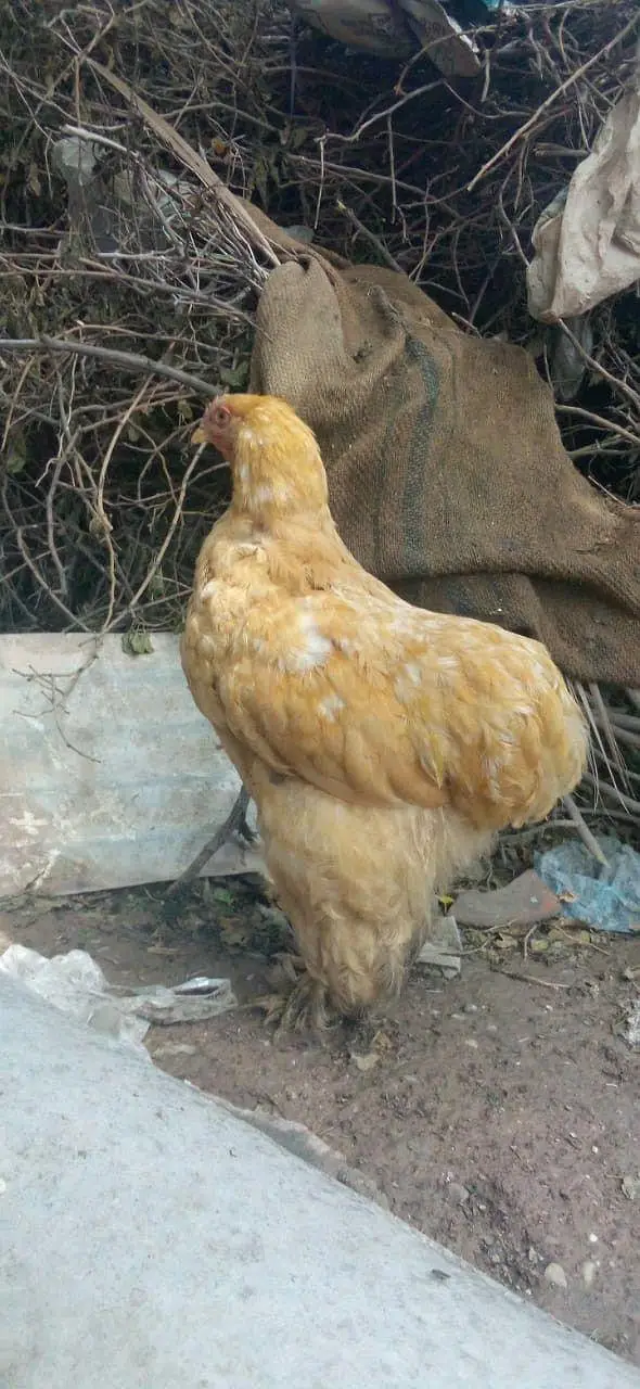 Golden Harvey Buff Chicks — photo 4