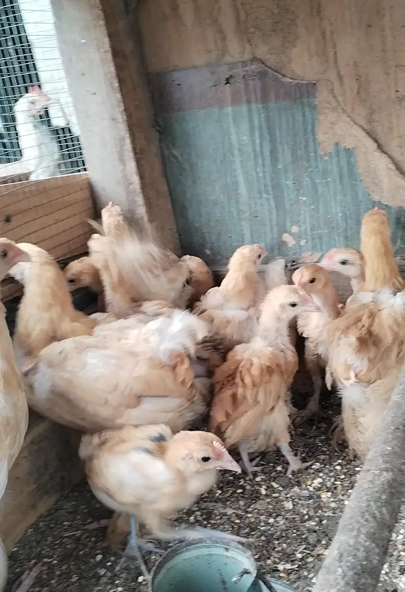 Golden Harvey Buff Chicks — photo 5