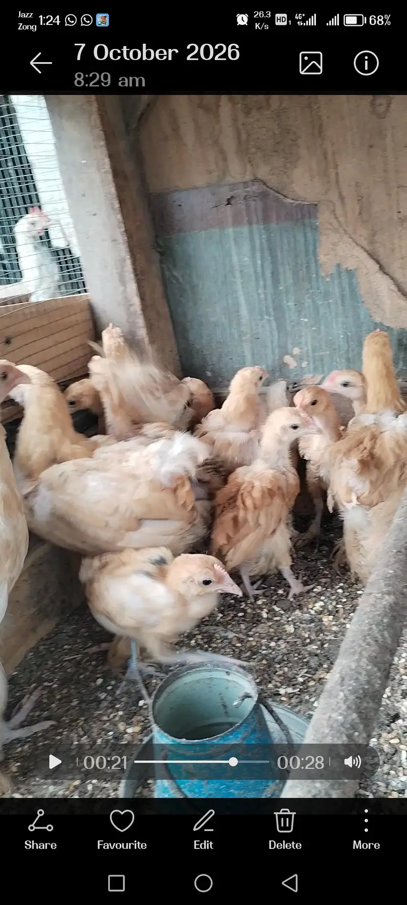 Golden Harvey Buff Chicks — photo 6