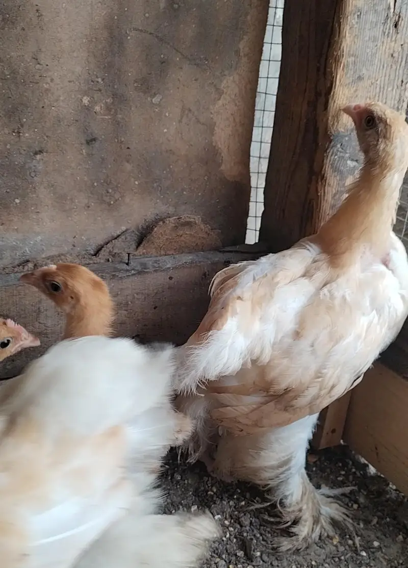 Golden Harvey Buff Chicks — photo 7