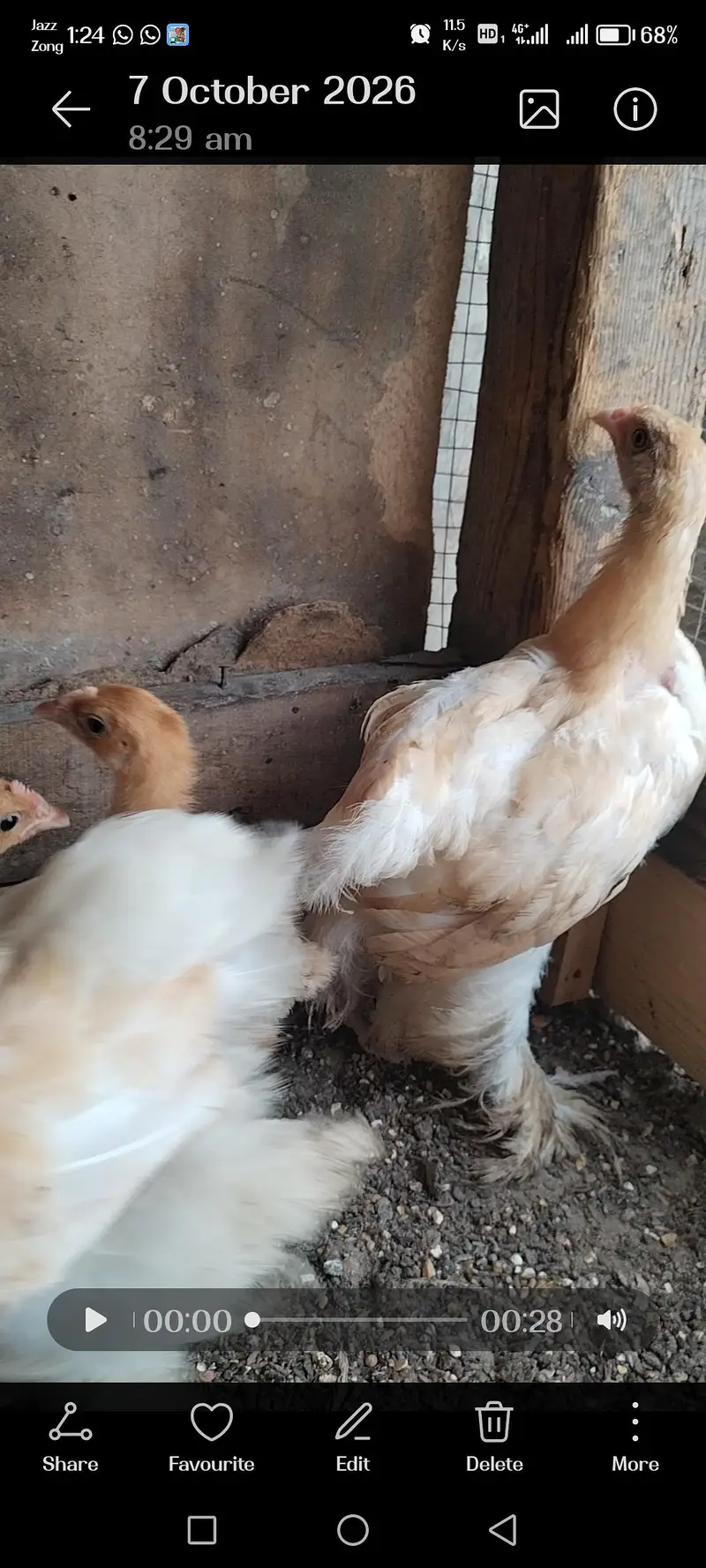 Golden Harvey Buff Chicks — photo 8