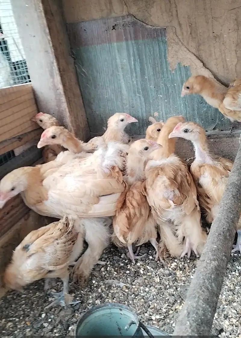 Golden Harvey Buff Chicks — photo 9