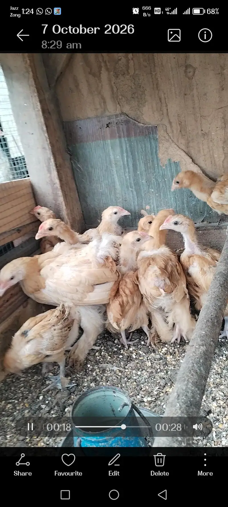 Golden Harvey Buff Chicks — photo 10