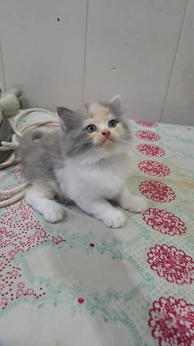 Russian cat