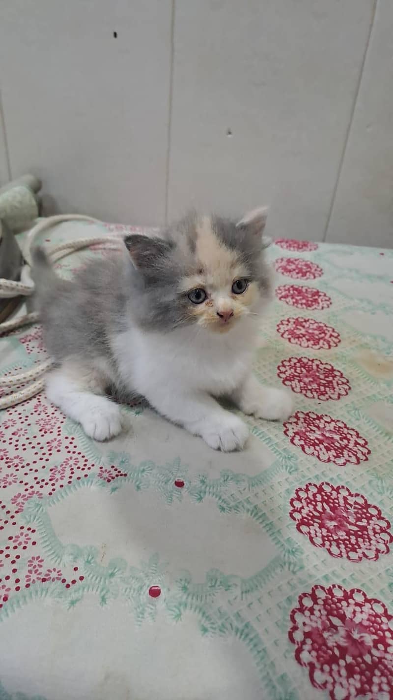 Russian cat 1