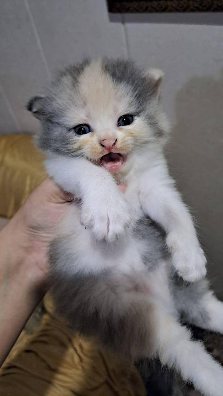 Russian cat 2