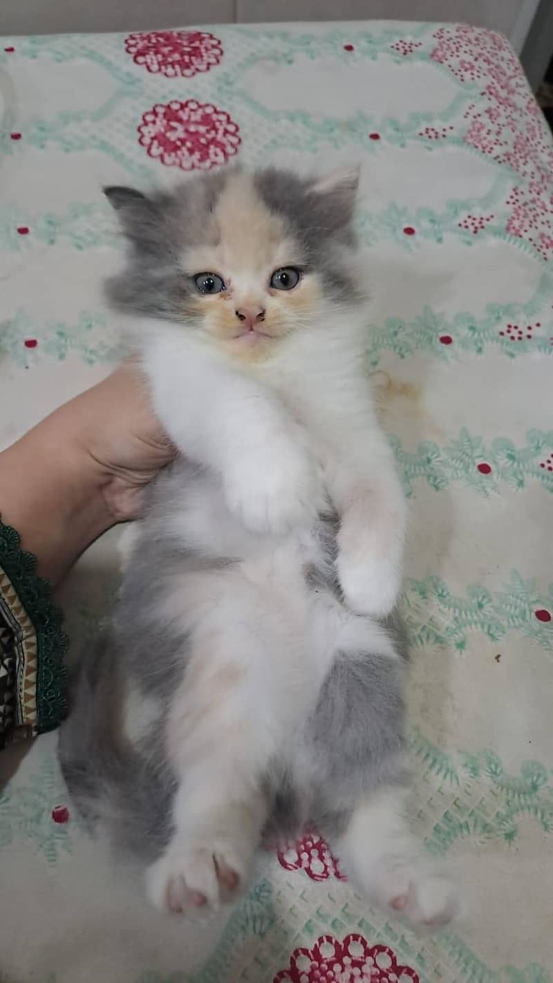 Russian cat 3
