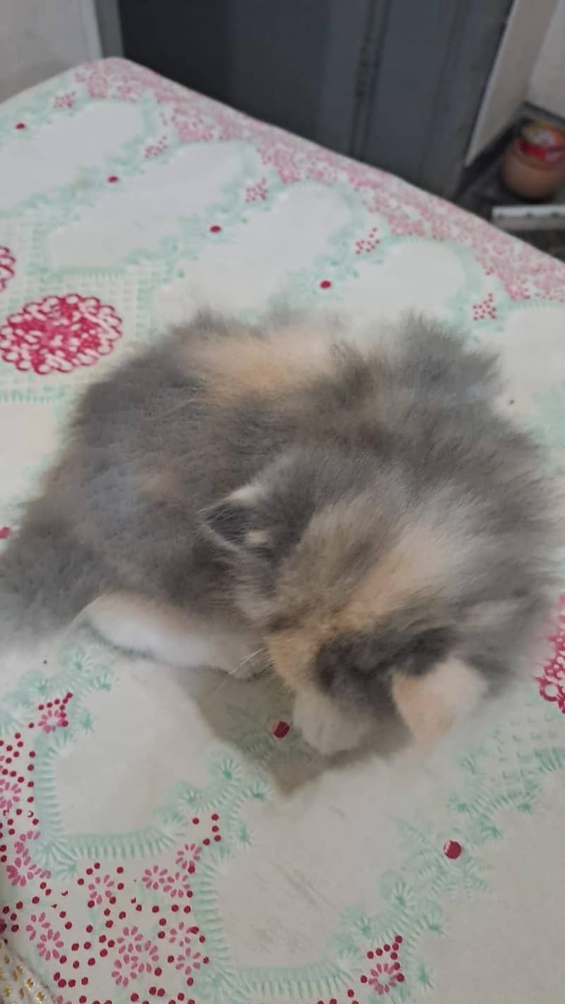 Russian cat 4