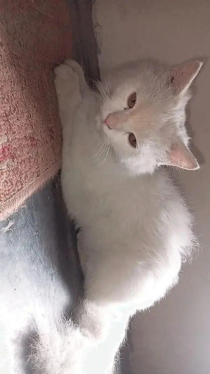 arjnt seal krni ha jisko chaye rabta kre frndly cat ha — photo 4