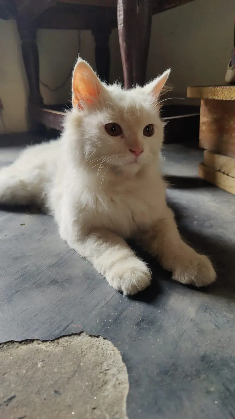 arjnt seal krni ha jisko chaye rabta kre frndly cat ha — photo 5