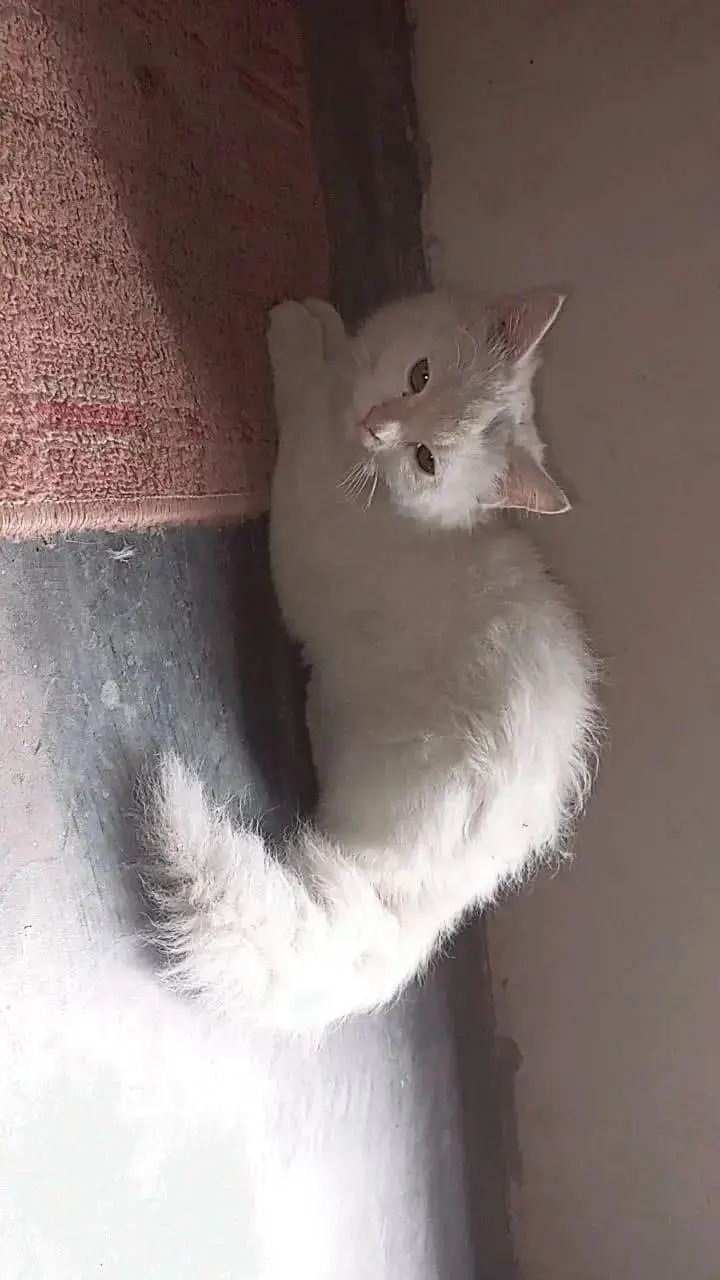 arjnt seal krni ha jisko chaye rabta kre frndly cat ha — photo 6