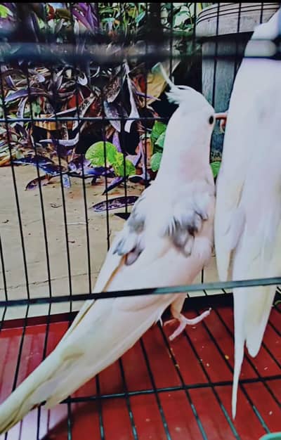 cocktail Males