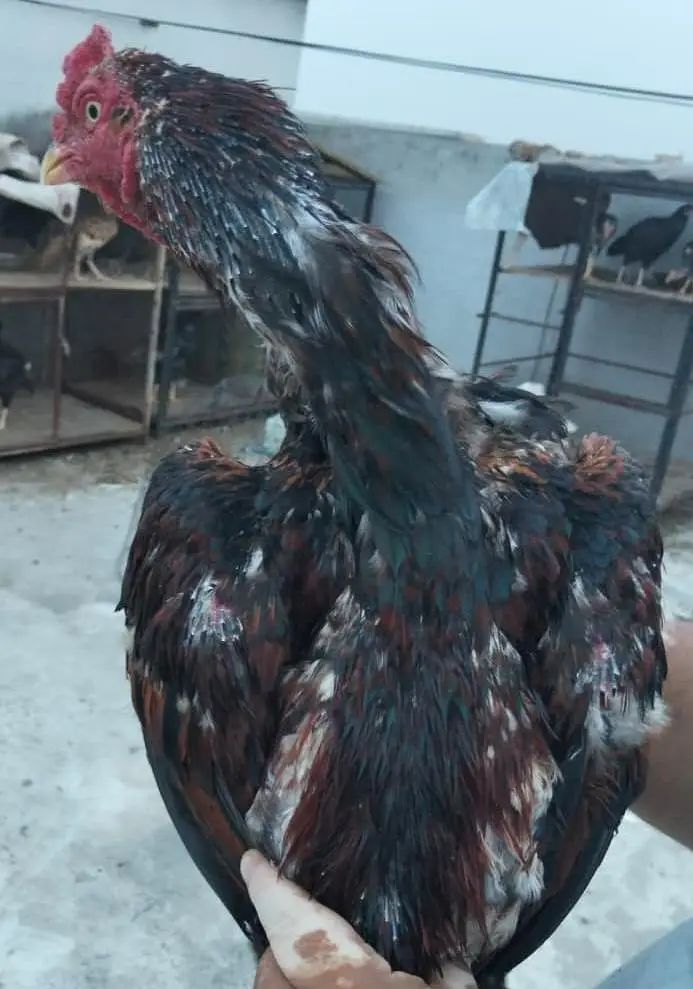 Lakha Top Class Pair — photo 2