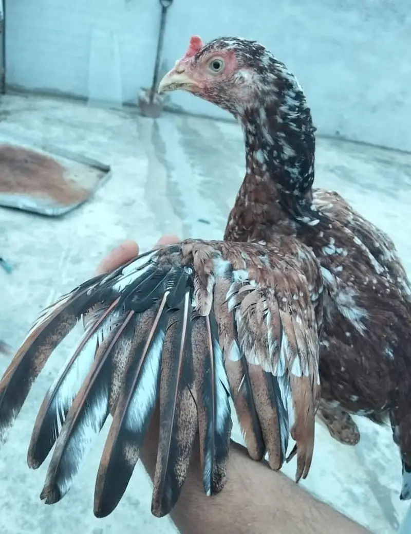 Lakha Top Class Pair — photo 12