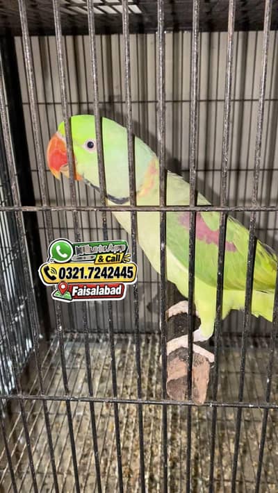Raw Male for sale