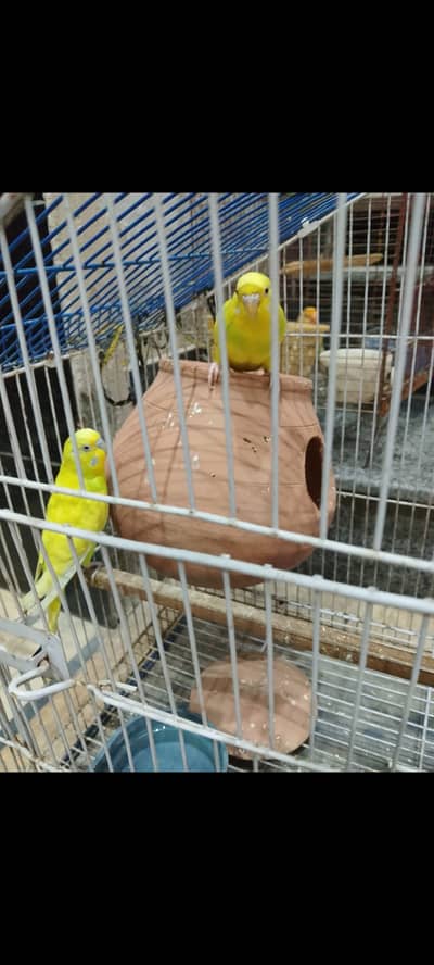 Birds Breeder pair for sale۔