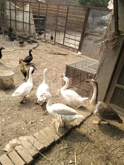 Adult Goose Ducks
