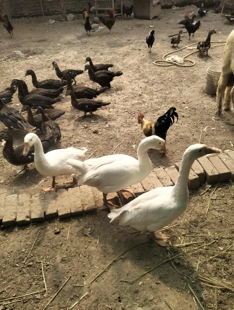 Adult Goose Ducks — photo 2