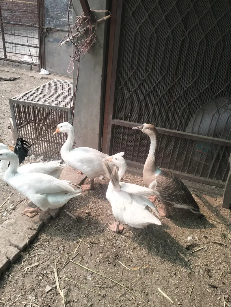 Adult Goose Ducks — photo 3