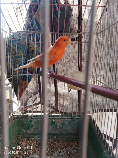 Redfactor canary male