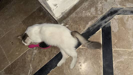 Persian cat for sale
