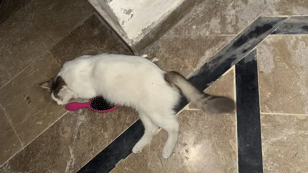 Persian cat for sale