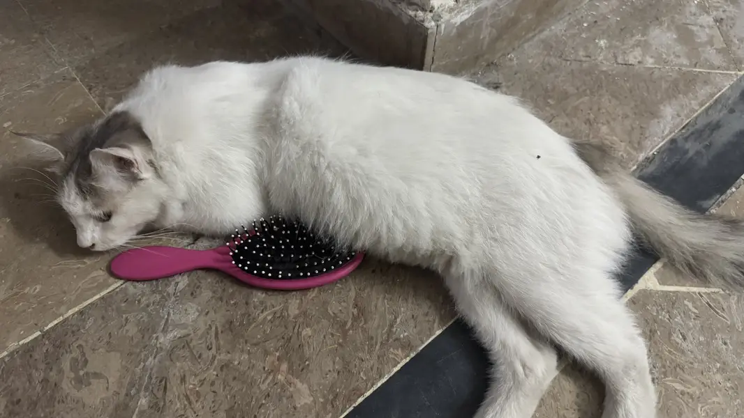 Persian cat for sale — photo 4