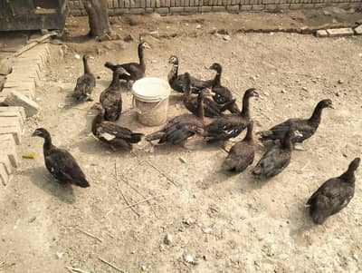 Muscovy Ducks