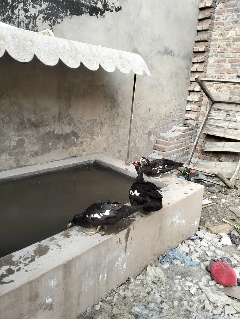 Muscovy Ducks — photo 2