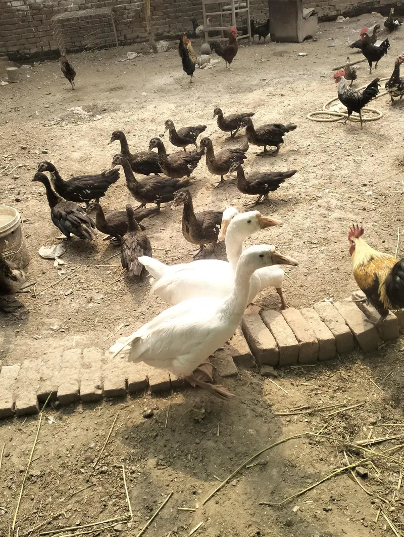 Muscovy Ducks — photo 3