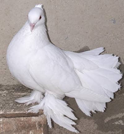 Vip Laka [MALE] in [Long Pamooz). Price k lye rabta krain: 03116130712