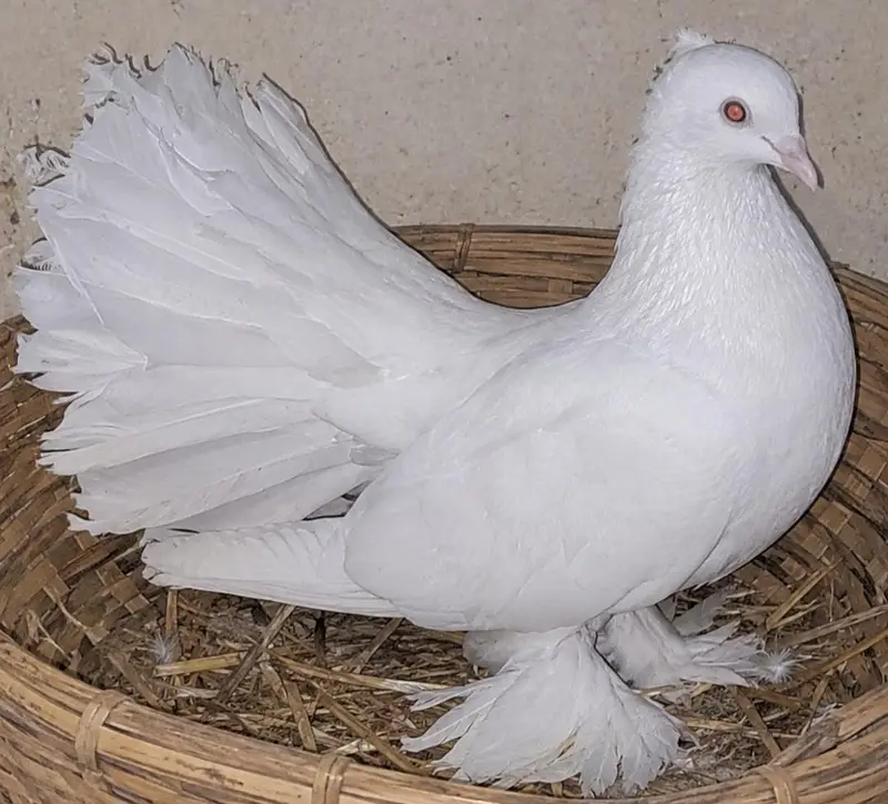 Vip Laka [MALE] in [Long Pamooz). Price k lye rabta krain: 03116130712 — photo 2