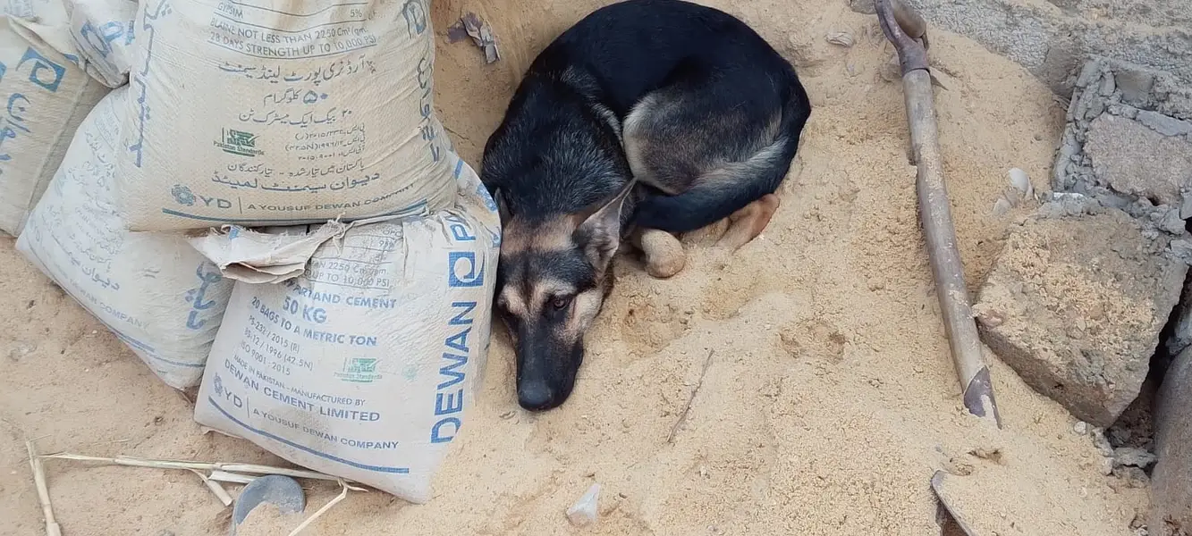 Vaccine complete koi bhi bhimari nhi ha ghar ka pala hua ha — photo 2