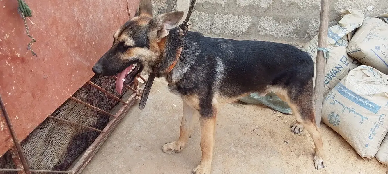 Vaccine complete koi bhi bhimari nhi ha ghar ka pala hua ha — photo 3