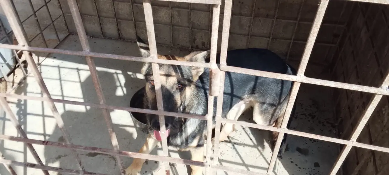 Vaccine complete koi bhi bhimari nhi ha ghar ka pala hua ha — photo 6