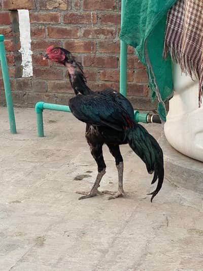 thai x burmi game avialble guranted ptha