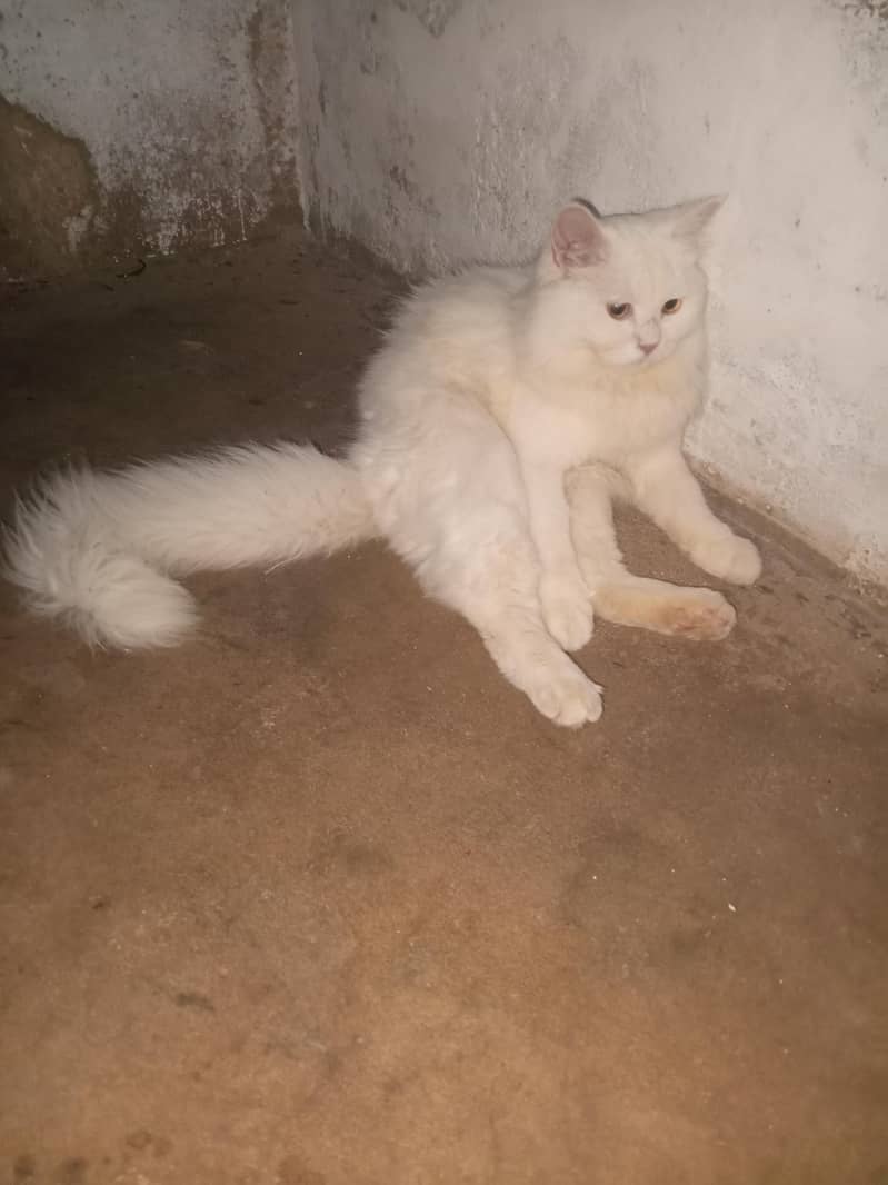 prshin cat 0