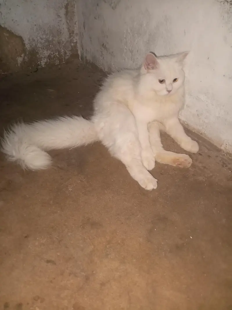 prshin cat